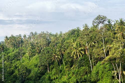 forest landscape on sri lanka