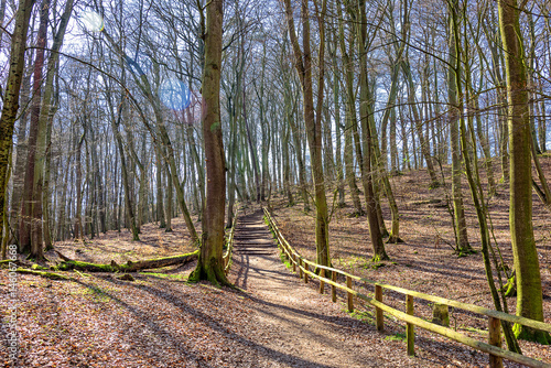 Wald Wolliner Nationalpark Ostsee Westpommern photo