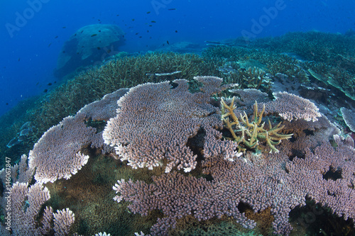 Colorful Tropical Reef seascape with Hard Corals, Losin, Thailand