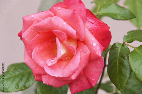 Pink Rose photo