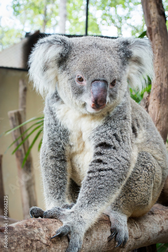 Koala  Phascolarctos cinereus 
