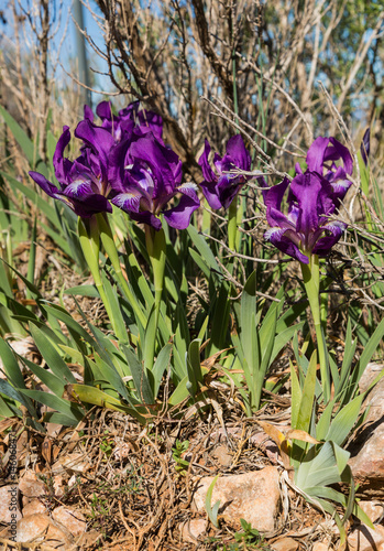 Fototapeta Naklejka Na Ścianę i Meble -  Blommande iris
