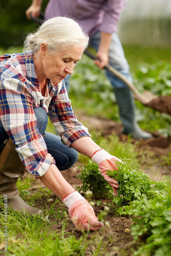 Fototapeta premium senior couple working in garden or at summer farm