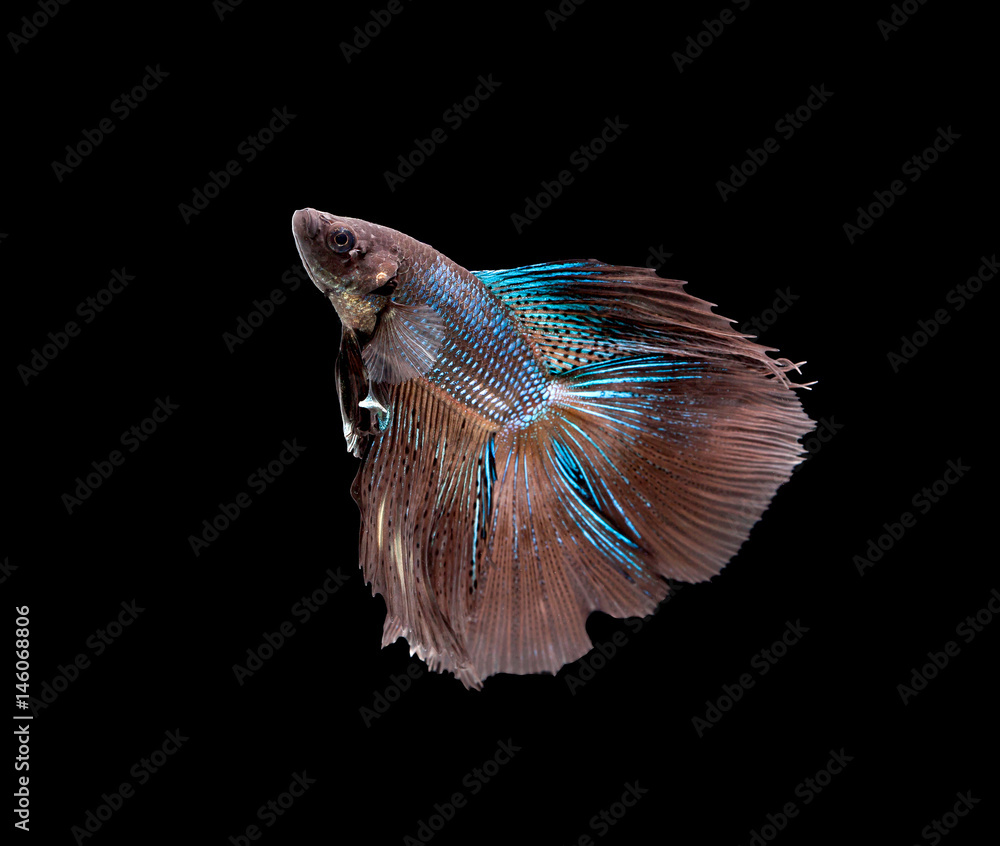 Betta fish, siamese fighting fish, betta splendens isolated on black background Betta fish, siamese fighting fish, betta splendens isolated on black background