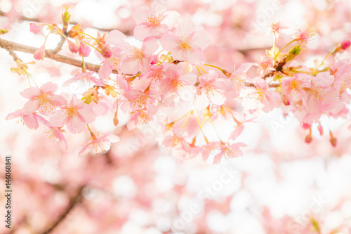 Kawazu-zakura Cherry blossoms