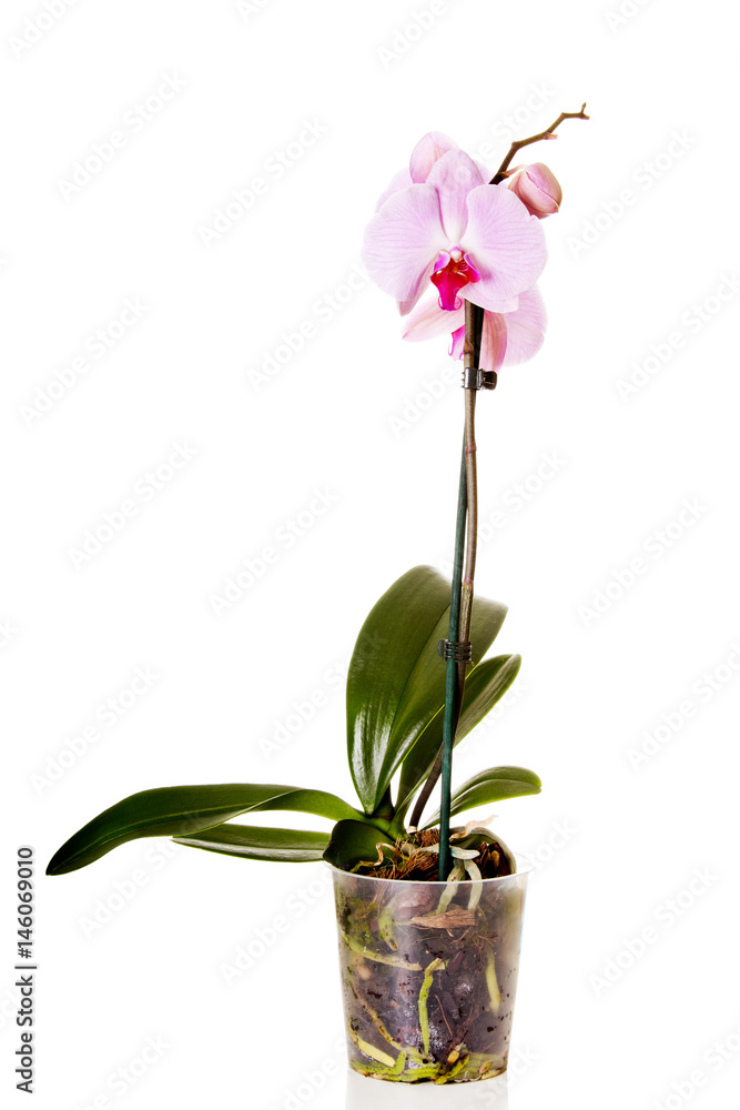 Pink orchid isolated on white background Pink orchid isolated on white background