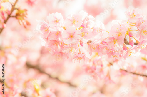 Kawazu-zakura Cherry blossoms