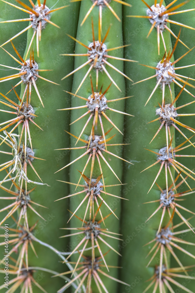 Kaktusstacheln (Trichocereus pasacana) Kaktusstacheln (Trichocereus pasacana)