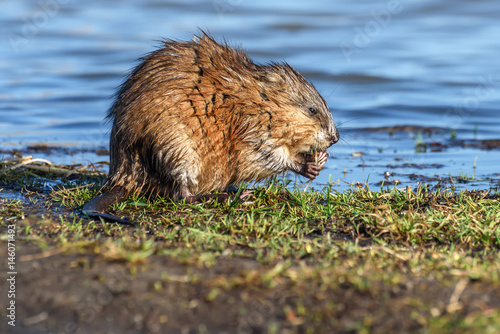 muskrat river eating grass water