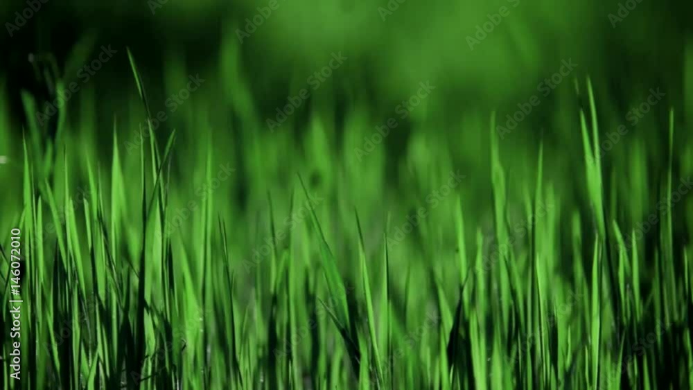 Closeup of green grass Close up. Grass background. Closeup of green grass Close up. Grass background.