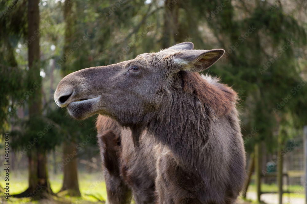 Elch im Wildpark in der Lüneburger Heid Elch im Wildpark in der Lüneburger Heid