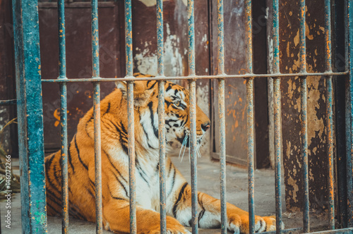 giza, egypt, march 4, 2017: view of tiger in cage at giza zoo