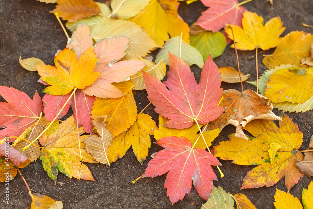 Natural autumn background, vibrant various leaves. Natural autumn background, vibrant various leaves.