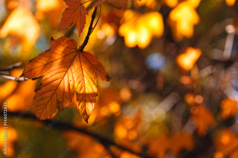 Orange leaves in sun rays, autumn vibrant background. Orange leaves in sun rays, autumn vibrant background.