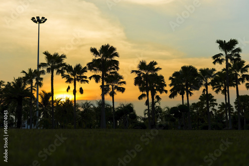 Dark silhouettes of palm trees with sky and sunset