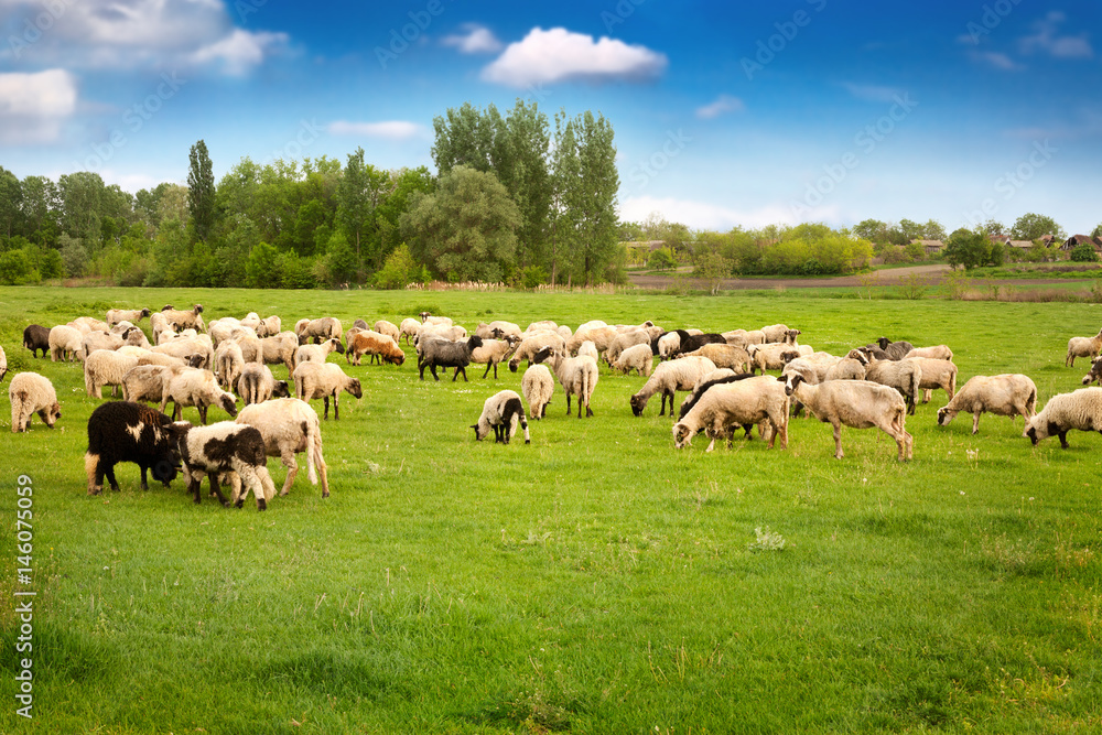 Head of sheeps grazing grass