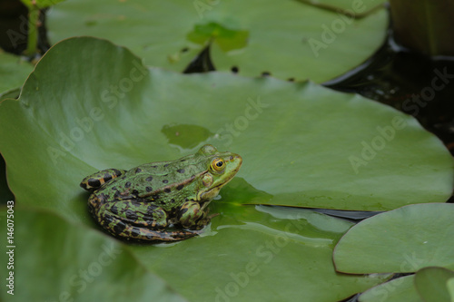 Teichfrosch (Rana esculenta)