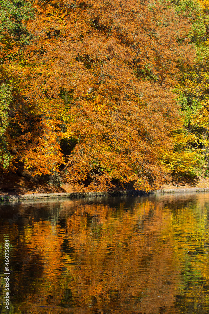 Spiegelung von Herbstlaub Spiegelung von Herbstlaub
