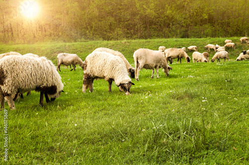 Sheep on the meadow