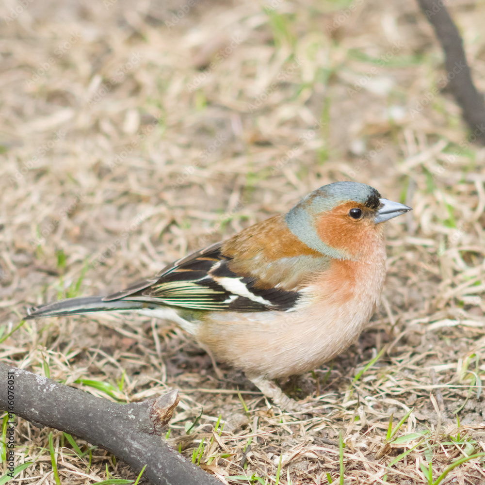Male Common Chaffinch Fringilla coelebs singing, close-up portrait in dry grass, selective focus, shallow DOF Male Common Chaffinch Fringilla coelebs singing, close-up portrait in dry grass, selective focus, shallow DOF