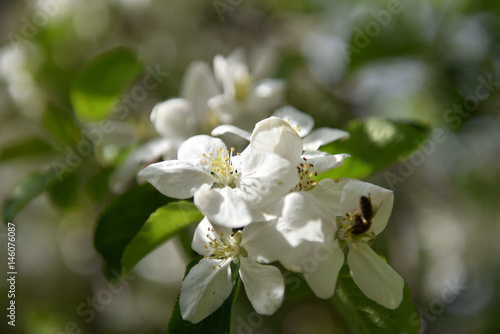 Apple tree blossom at springtime