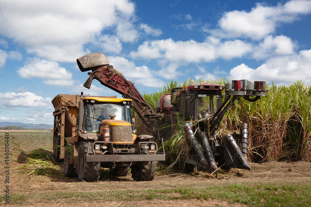 Sugar cane harvesting in Queensland, Australia. Stock Photo Adobe Stock
