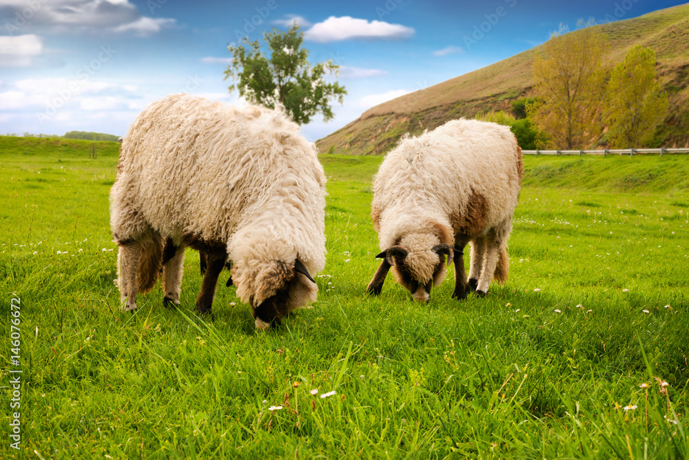 Sheeps grazing and standing on the grass Sheeps grazing and standing on the grass