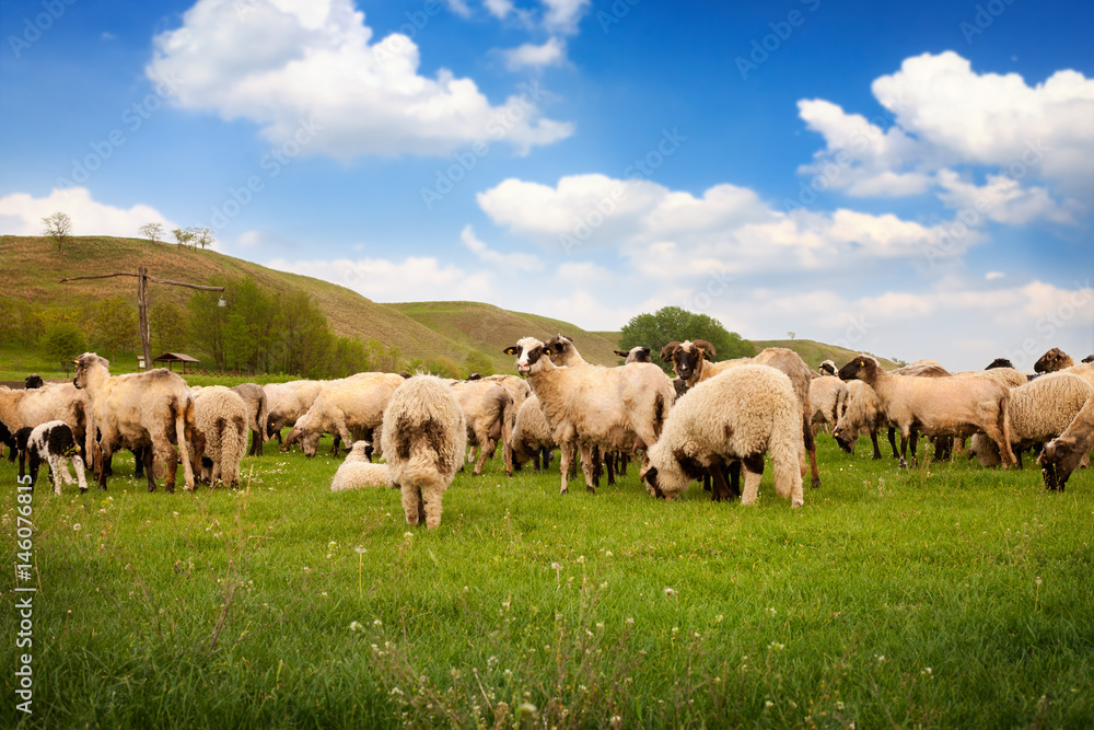 Herd of sheep in the nature