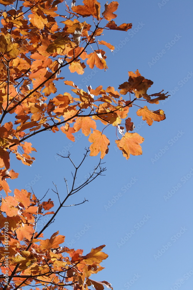 Feuilles d'érable en automne, Pyrénées