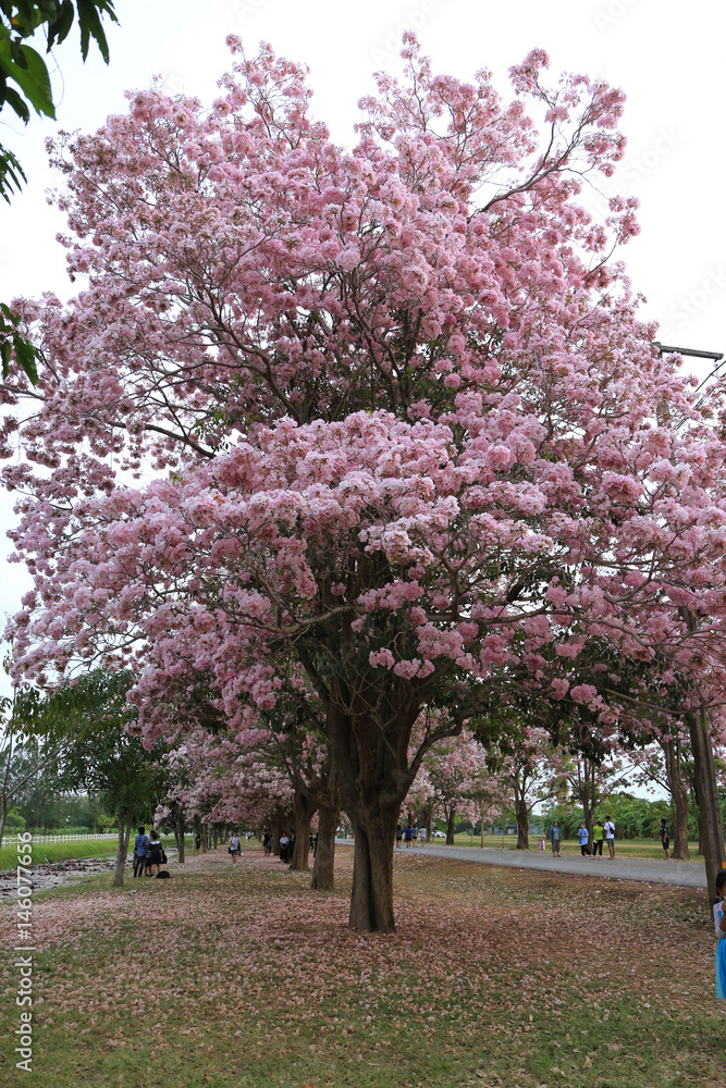 Pink trumpet tree  flower blossom.