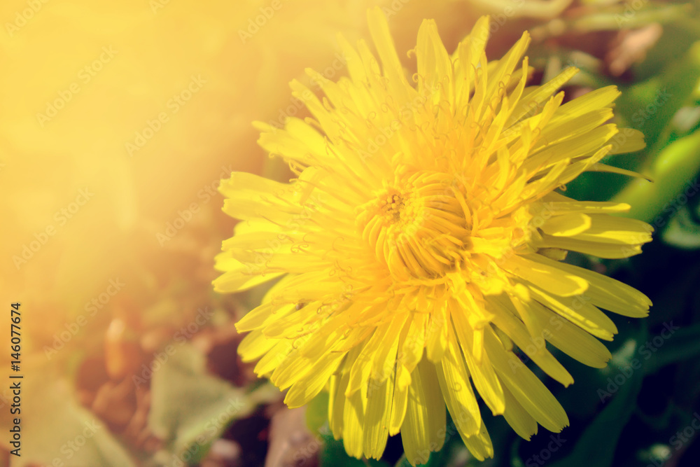 Obraz premium Beautiful yellow dandelions flowers close up. Dandelions background. Spring.