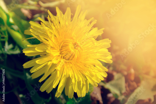 Beautiful yellow dandelions flowers close up. Dandelions background. Spring.