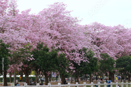 Pink trumpet tree flower blossom.