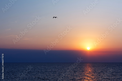 Flying bird on sunset in the sea © PavelEremeev