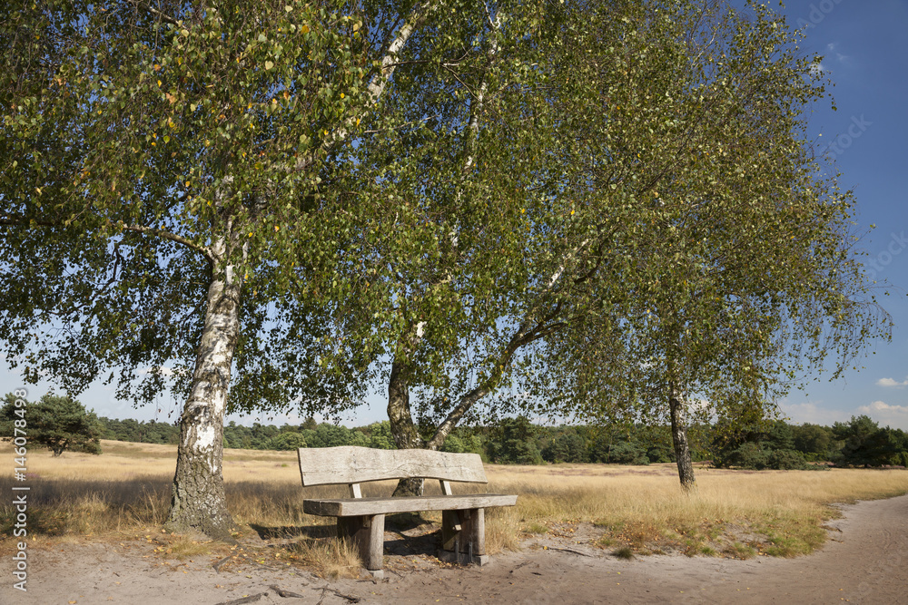 BRD, Nordrhein-Westfalen, Münsterland, Haltern am See, Westruper Heide, Naturschutzgebiet, Birken, (Betula), Bank BRD, Nordrhein-Westfalen, Münsterland, Haltern am See, Westruper Heide, Naturschutzgebiet, Birken, (Betula), Bank