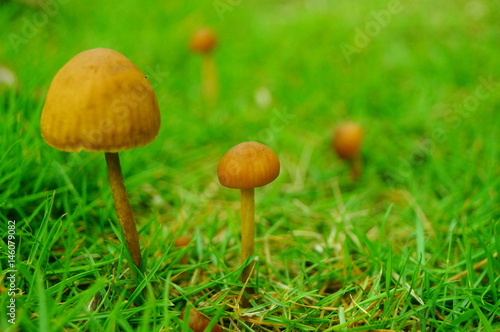 Small mushrooms on the lawn