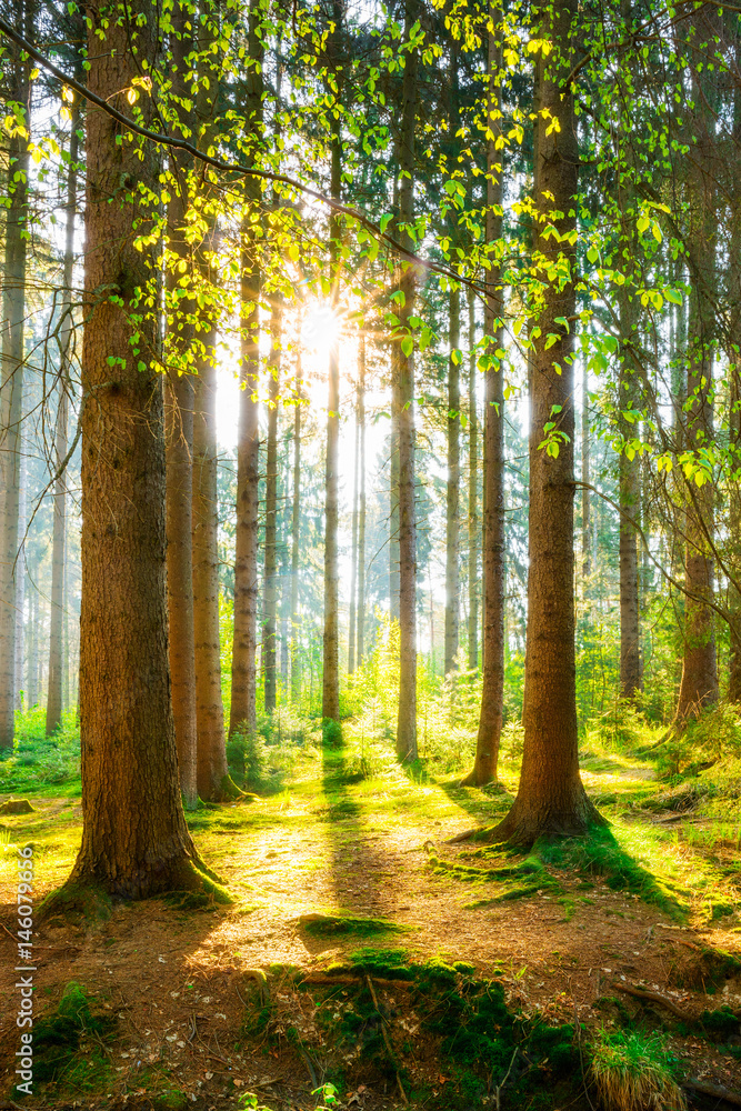Fototapeta premium Ranek w lesie z jasnym słońcem