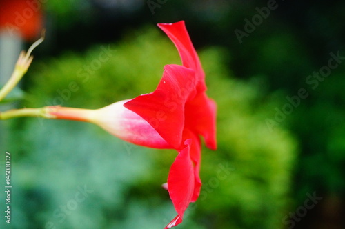 Morning glory flower plant