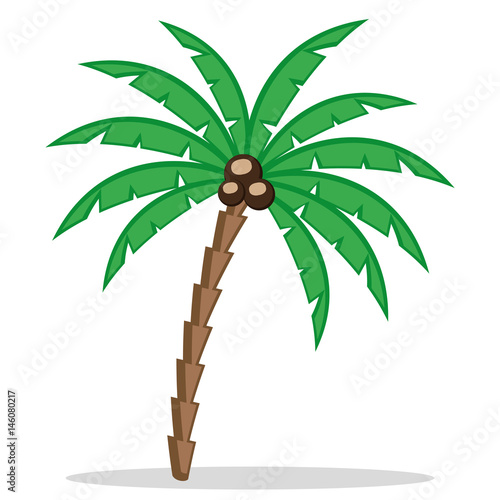 Palm tree.
