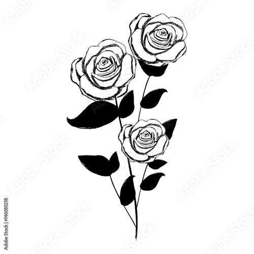 monochrome sketch with plant of roses with leaves and stem vector illustration