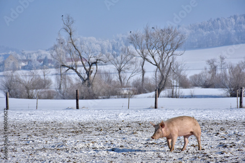 domestig pig on range land in winter