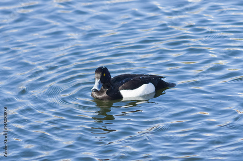 Male Tufted Duck or Aythya fuligula swimming in pond  close-up portrait  selective focus  shallow DOF