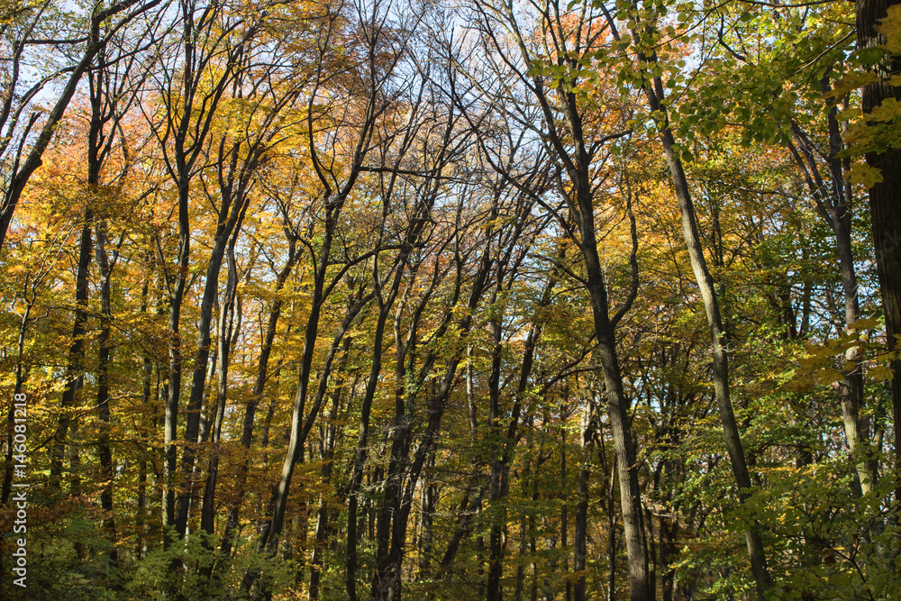 Beech forest at autumn upon blue sky Beech forest at autumn upon blue sky