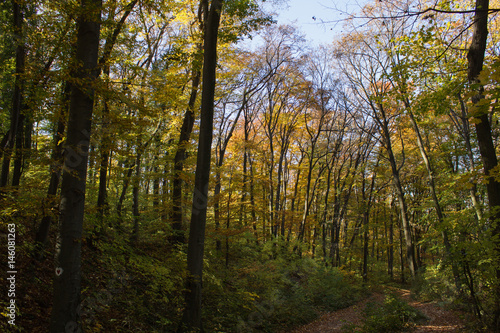 Fototapeta Naklejka Na Ścianę i Meble -  Beech forest at autumn upon blue sky
