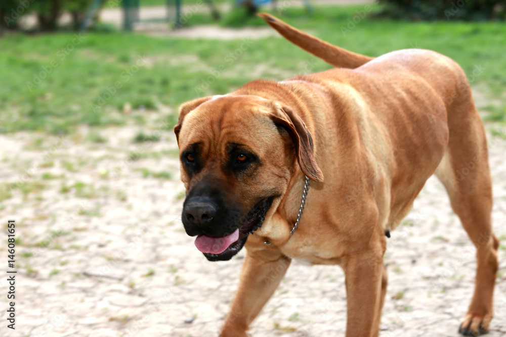 Tosa inu bandog runs in the field Tosa inu bandog runs in the field