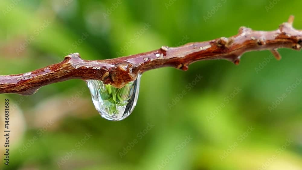 Closeup of water drops from branch, Nature rainy background. Real time 4K footage.
Closeup of water drops from branch, Nature rainy background. Real time 4K footage.