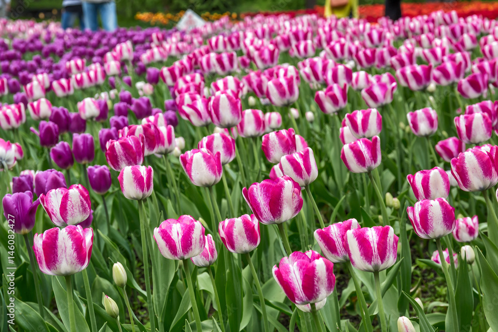 Background of colorful striped pink and white tulips on the flowerbed Background of colorful striped pink and white tulips on the flowerbed