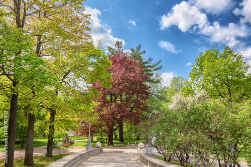 A path in a park among trees with blossoming leaves on Elagin Island in St. Petersburg in the spring