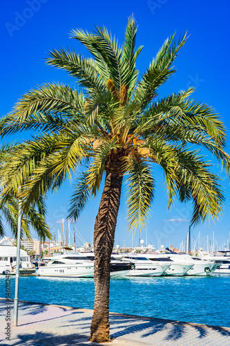 Spanien Mittelmeer Küste Hafen Palma de Mallorca