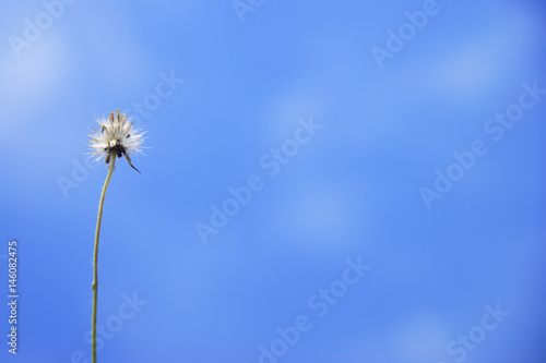 close up flower and blue sky as a background © noorhaswan